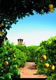 Etz Limon (Lemon Tree)